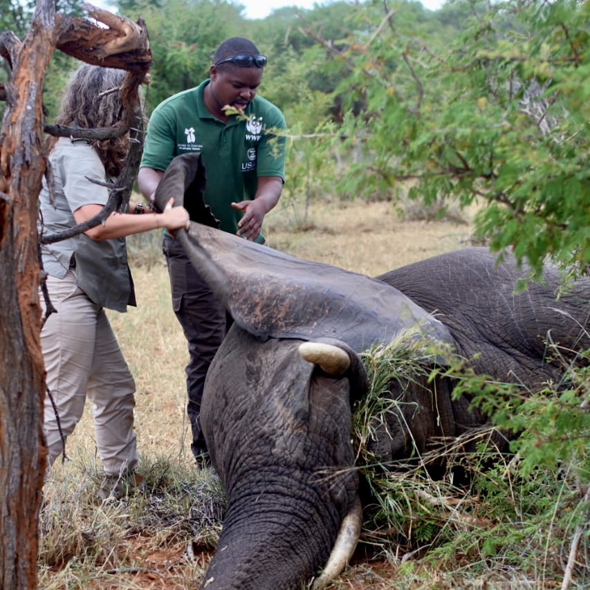 Elephant Collaring_Square